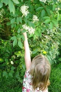 Elderflower Picking