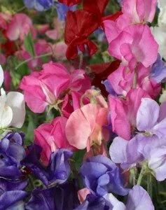 Sweet-Pea-perfume-delight-seeds