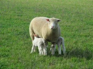 dorset-ewe-and-twins-300x225