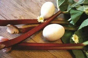 Goose eggs-rhubarb (640x425)