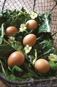 Hens eggs-Kale (425x640)